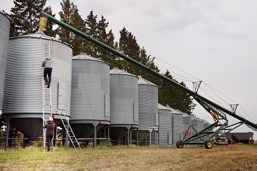 Farmer climbing down the ladder on the outside of grain storage silos with grain elevator auger machine