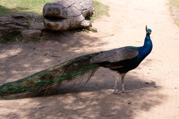 istock this is a side view of a peacock 1895331007