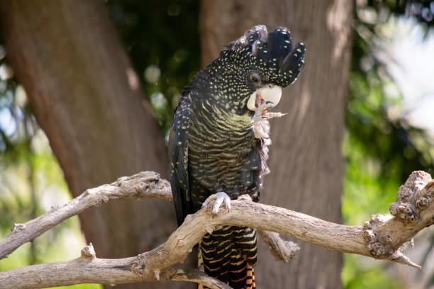 istock this is a female red tailed black cockatoo 1895332556