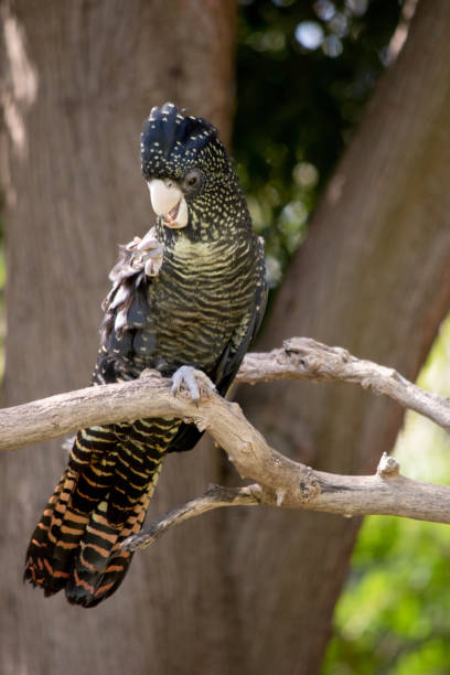istock this is a female red tailed black cockatoo 1895332587