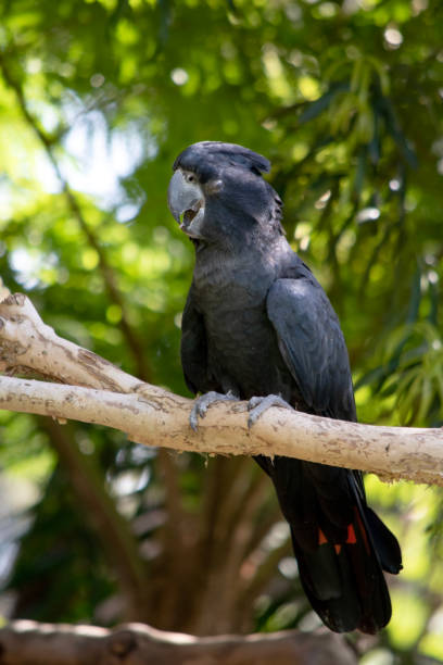 istock this is a male red tailed black cockatoo 1895334105