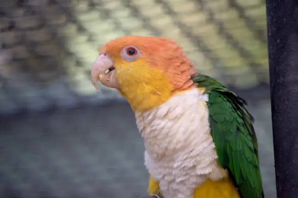 White bellied caique has a white, hooked beaks with pink nostrils on their ceres, a patch of bare skin above bird beaks.
