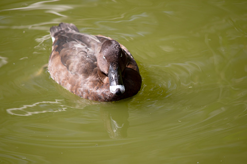 The Hardhead also White-eyed Duck has a brown body and white underside. It has a white eye and blue tip on its bill