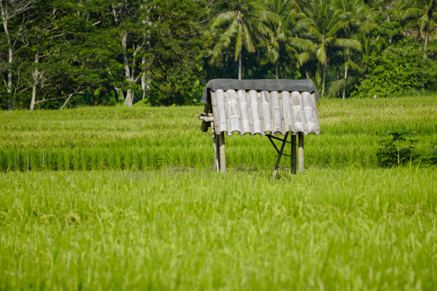 Hut in the middle of rice fields with mountains in the background