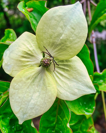 Crab spider lying in wait on a dogwood flower