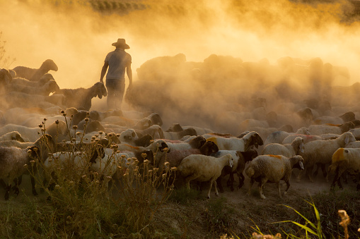 A shepherd leading his sheep on a thorny path
