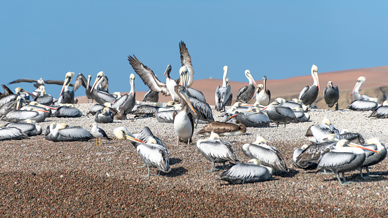 Pelicans along the coastline at Paracas National Reserve. With vast sandy shores, it's a haven for seabirds and wildlife. in Ica, Peru.