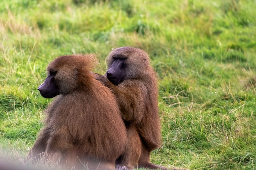 One baboon is helping the other cleaning and scratching one another's back.