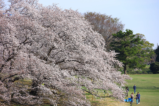 A single cluster of Cherry Blossoms with larger trees in the background.