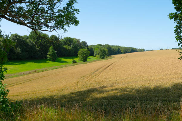 istock Wheat field by a forest in a picturesque summer landscape.. 1895427966