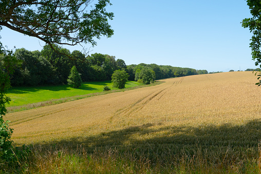 Wheat field by a forest in a picturesque summer landscape.