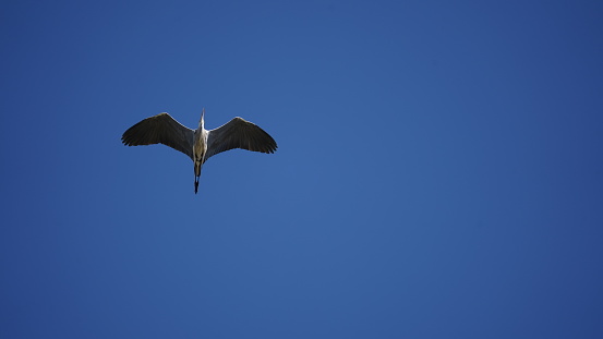 Grey heron (Ardea cinerea) flying in the intense blue background