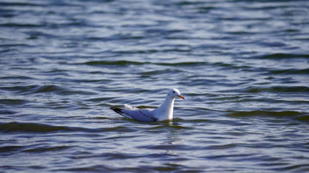 istock Slender-billed Gull (Larus genei) swimming 1895428509
