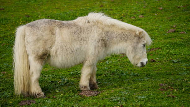 istock closeup of a small white pony 1895433160