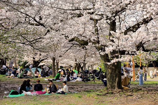 April 1, 2023 Kawasaki City, Kanagawa Prefecture, Japan
Minamikawara Park in Saiwai Ward is crowded with people viewing cherry blossoms in spring.