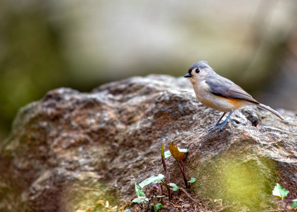 istock Tufted Titmouse (Baeolophus bicolor) Outdoors 1895474480