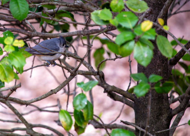istock Tufted Titmouse (Baeolophus bicolor) Outdoors 1895474484