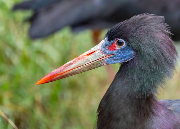 istock Abdim's Stork (Ciconia abdimii) Outdoors 1895476591