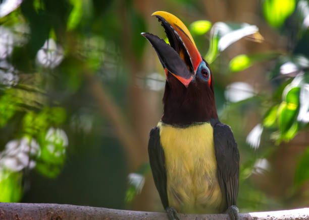 istock Green Aracari (Pteroglossus viridis) Outdoors 1895478123