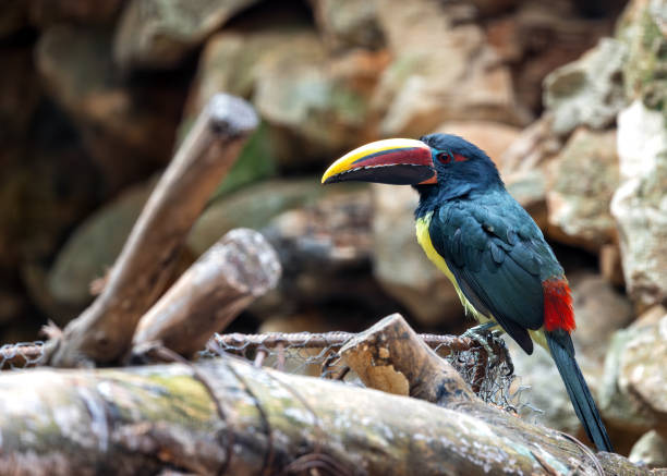 istock Green Aracari (Pteroglossus viridis) Outdoors 1895478132