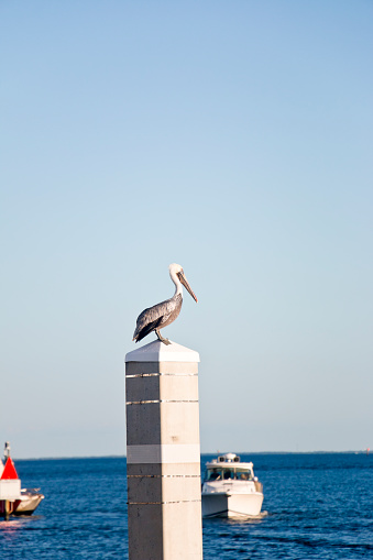Pelican on a jetty post at the Central Yacht Basin in Saint Petersburg, Florida, USA.