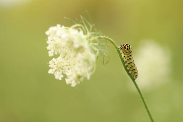 istock Swallowtail Butterfly caterpillar 1895499688