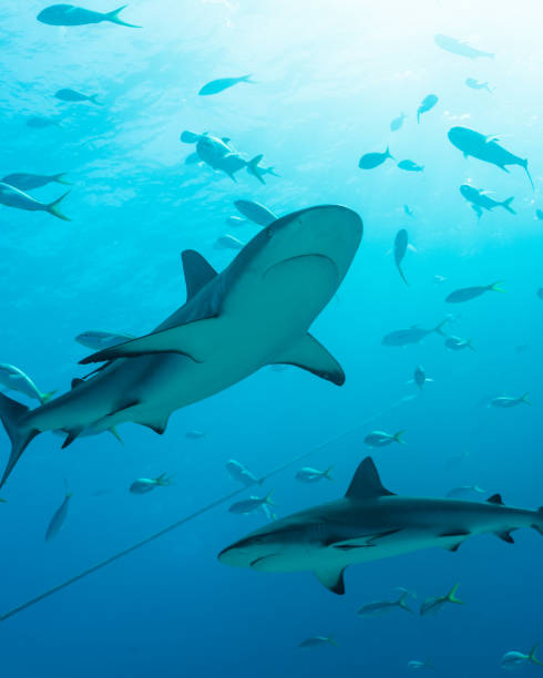 istock Kings of the Ocean 1895534560
