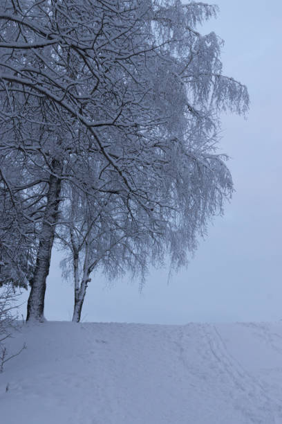 istock Snow-cowered trees in cloudy day 1895538159