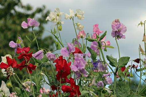 Mixed colour sweet pea, Lathyrus odoratus of unknown variety, flowers with a background of blurred sky, trees and leaves.