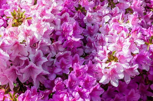 Bush with pink flowers Rhododendron growing in spring garden