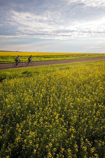 Two men go for a gravel bike ride past fields of canola on a country road near Calgary, Alberta, Canada, in the summertime. Gravel bikes are like road bikes but with sturdy wheels and tires for riding on rough terrain.