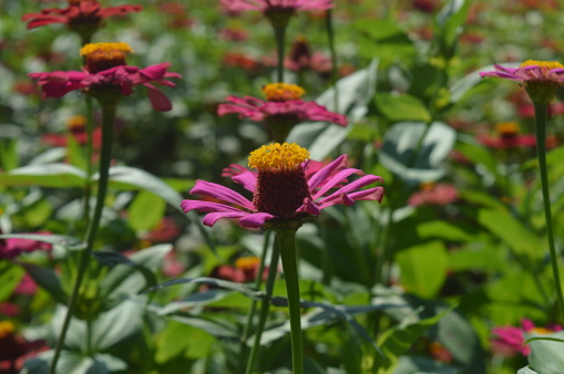 zinnia elegans flower of the genus zinia with a beautiful red color growing in the garden