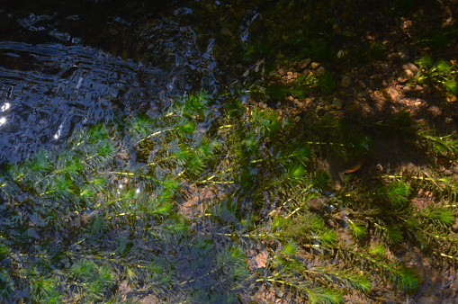 shallow river setting with clear water flow