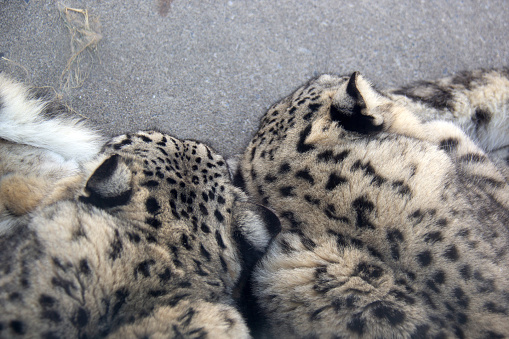 Duo of snow leopards sleeping on a rock