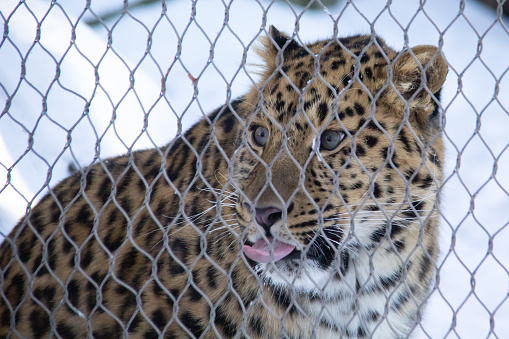 Leopard behind a fence during winter