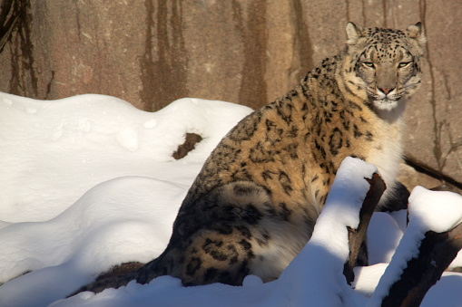 Head of snow leopard