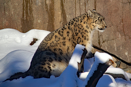 Snow leopard sitting on the snow in a zoo