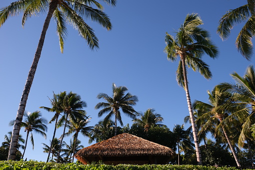 Thatched roof hut surrounded by palm trees against a back ground of blue sky.  Tropical climate with sunshine and balmy breezes.