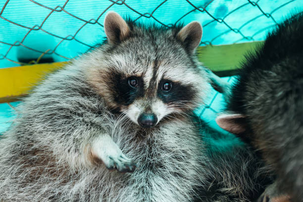 istock Cute happy raccoon in cage 1895813633