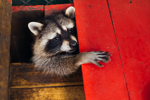 raccoon is a genus of carnivorous mammals of the raccoon family. Funny beast in the park, in a cage. Raccoon in the zoo.