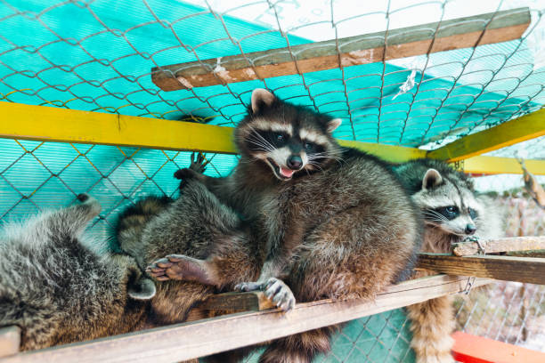 istock Several cute fluffy raccoons in a large cage in a nature park 1895813648