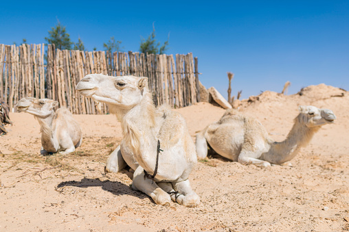 Tourists riding camels on sand dunes in the desert, Merzouga, Erg Chebbi sand dunes region, Sahara, Morocco. Model released.