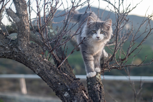 A grey cat on a tree