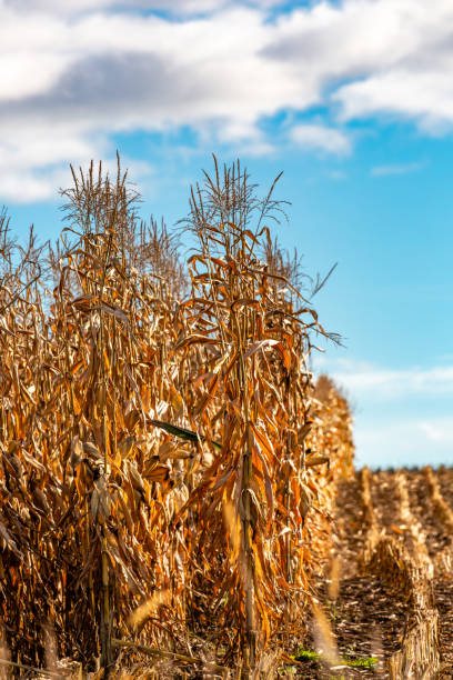 istock Tall Wisconsin corn stocks ready for harvest 1895924006