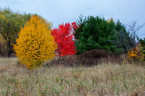 Wisconsin maple and pine trees in October, horizontal
