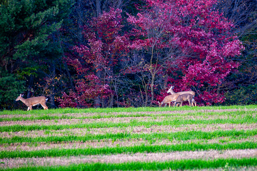 White-tailed deer (odocoileus virginianus) eating on farm land, horizontal