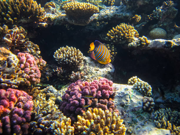 pygoplites diacanthus or royal angelfish in an expanse of red sea coral reef - imperial angelfish imagens e fotografias de stock