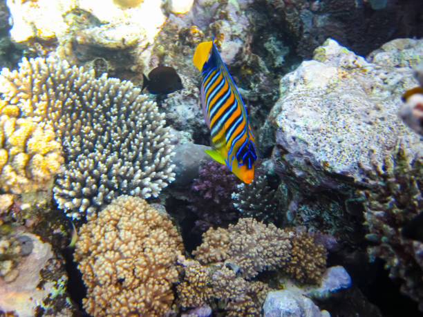 pygoplites diacanthus or royal angelfish in an expanse of red sea coral reef - imperial angelfish imagens e fotografias de stock