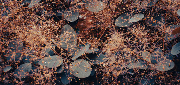 Close up bright blossom bush with raindrops concept photo. Growing plants in morning garden. Close up bright blossom bush with raindrops concept photo. Growing plants in morning garden. Royal purple smoke bush, smoke tree and purple smoke tree. High quality picture for wallpaper smoke bush blooming stock pictures, royalty-free photos & images