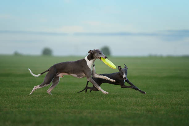 two greyhound dogs run on the lawn. Whippet plays on grass. Active pet
